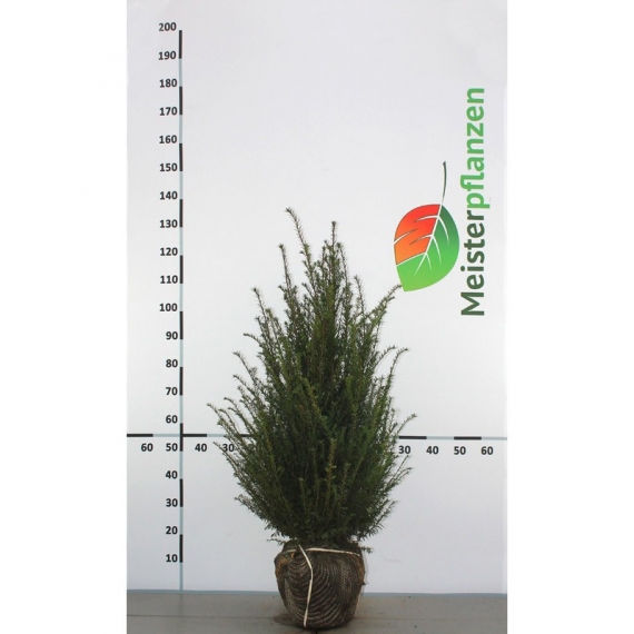Gemeine Eibe Taxus baccata 60-80 cm | Heckenpflanze | Gardline