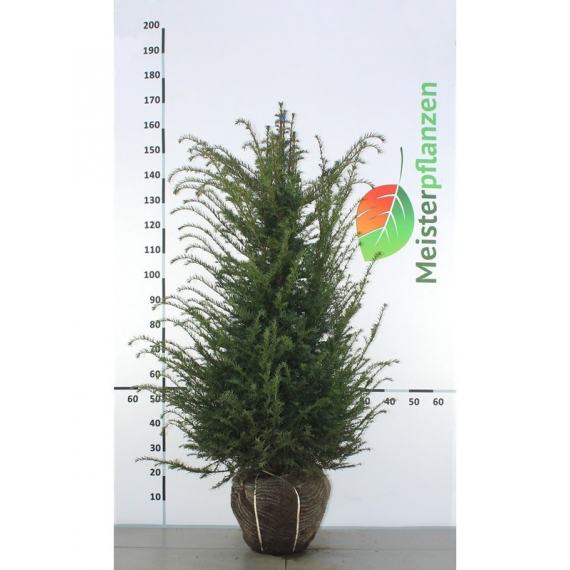 Gemeine Eibe Taxus baccata 100-120 cm | Heckenpflanze | Gardline