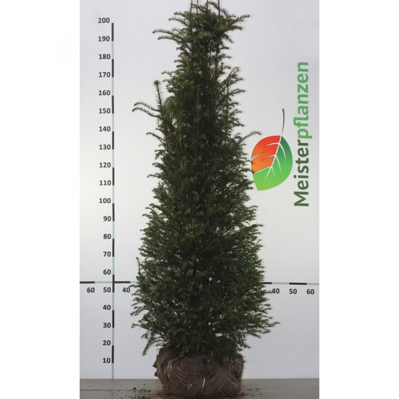 Gemeine Eibe Taxus baccata 180-200 cm | Heckenpflanze | Gardline