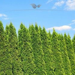Lebensbaum Thuja Smaragd 160-180 cm | Heckenpflanze | Gardline