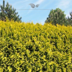 Lebensbaum Thuja Yellow Ribbon 140-160 cm | Immergrüne Heckenpflanze | Gardline