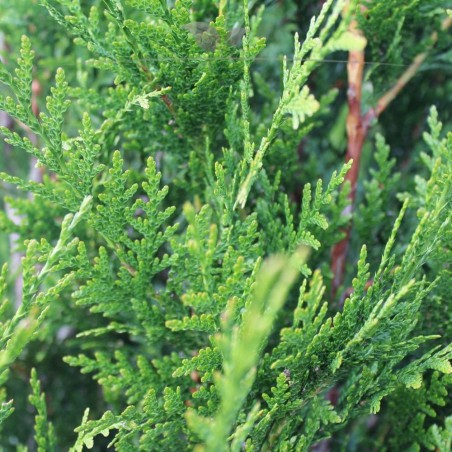 Lebensbaum Thuja plicata Martin 160-180 cm | Immergrüne Heckenpflanze | Gardline