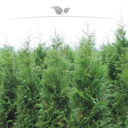 Lebensbaum Thuja plicata Atrovirens 100-120 cm | Immergrüne Heckenpflanze | Gardline
