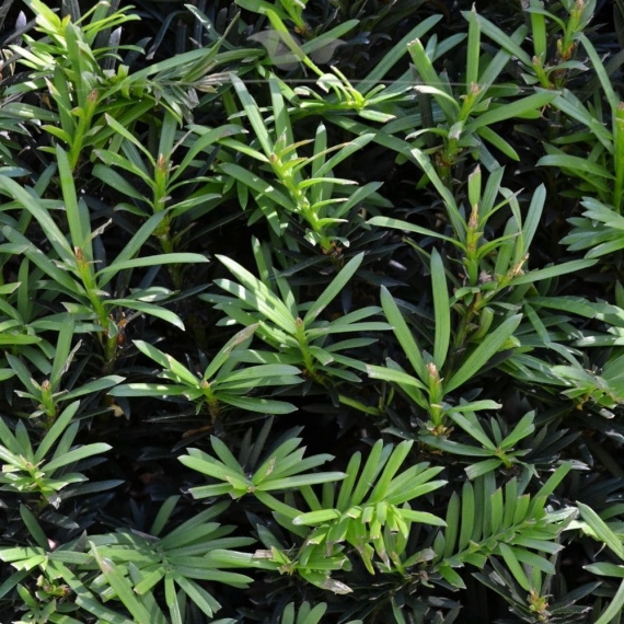 Gemeine Eibe Taxus baccata 80-100 cm | Heckenpflanze | Gardline
