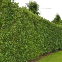 Kirschlorbeer Prunus Caucasica 80-100 cm im Topf | Immergrüne Heckenpflanze | Gardline