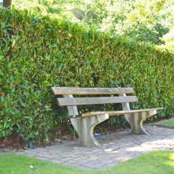 Kirschlorbeer Prunus Herbergii 60-80 cm | Heckenpflanze | Gardline