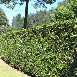 Kirschlorbeer Prunus Herbergii 120-140 cm im Topf | Heckenpflanze | Gardline