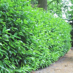 Kirschlorbeer Prunus Novita 60-80 cm | Immergrüne Heckenpflanze | Gardline
