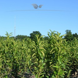 Kirschlorbeer Prunus Genolia 40-60 cm | Immergrüne Heckenpflanze | Gardline