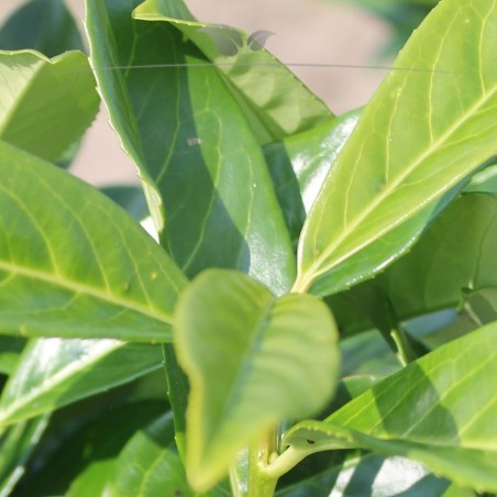 Kirschlorbeer Prunus Genolia 80-100 cm | Immergrüne Heckenpflanze | Gardline