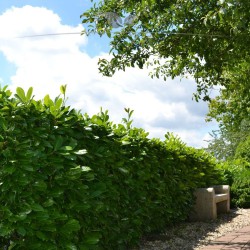 Großblättriger Kirschlorbeer Prunus Rotundifolia 60-80 cm | Immergrüne Heckenpflanze | Gardline