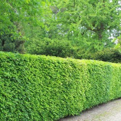 Rotbuche Fagus sylvatica 80-100 cm | Immergrüne Heckenpflanze | Gardline
