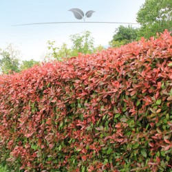 Glanzmispel Photinia Red Robin 150-175 cm im Topf | Heckenpflanze | Gardline