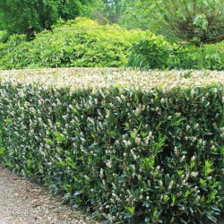 Breitwüchsiger Kirschlorbeer Prunus Otto Luyken 40-50 cm im Topf | Immergrüne Heckenpflanze | Gardline