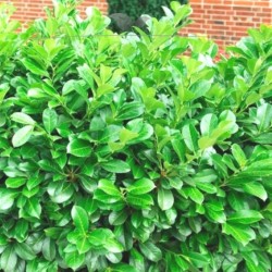 Kirschlorbeer Prunus Etna 30-40 cm im Topf | Heckenpflanze | Gardline