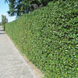 Stechpalme Ilex Heckenfee 80-100 cm | Immergrüne Heckenpflanze | Gardline