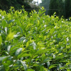 Wintergrüner Liguster Atrovirens 60-80 cm Wurzelnackt | Heckenpflanze | Gardline