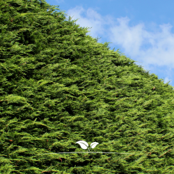 Leyland Zypresse Cupressocyparis Leylandii 100-120 cm | Heckenpflanze | Gardline