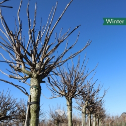 Kugeltrompetenbaum 250-300 cm | Gardline
