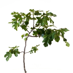 Feigenbaum - Feige (Ficus...