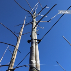 Walnussbaum Buccaneer 250-350 cm | Gardline