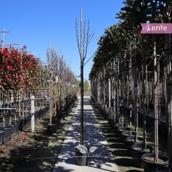 Apfelbaum Elstar 200-250 cm | Gardline