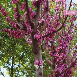 Gewöhnlicher Judasbaum 200-250 cm | Gardline