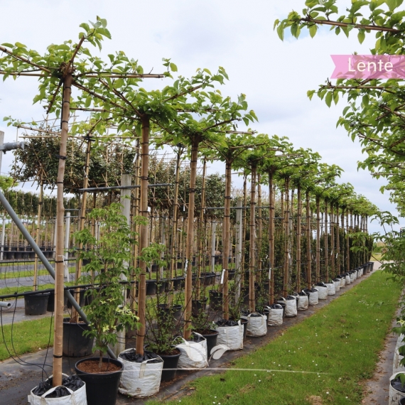 Dach-Maulbeerbaum Fruitless 240 cm | Stammumfang 14 cm | Quadratisch | Gardline