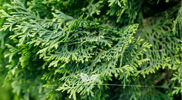 Lebensbaum Thuja Smaragd online kaufen | Gardline