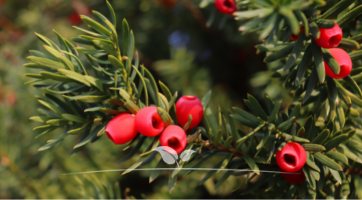 Fruchtende Bechereibe Taxus media Hicksii kaufen | Gardline