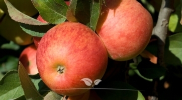Apfelbäume kaufen | Spitzenqualität bei Gardline