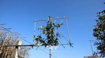 Spalierbaum Kirschlorbeer kaufen | Spitzenqualität bei Gardline