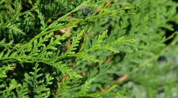 Immergrüne Thuja plicata Heckenpflanzen | Gardline