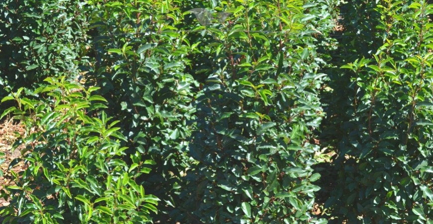 Prunus lusitanica Angustifolia Blatt